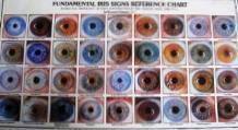 Fundamental Iris Signs 11x16 (Jensen)