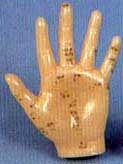 Hand Acupuncture Model