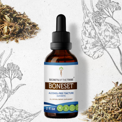 Boneset 2oz Herbal Extract - Alcohol Free Tincture - Secrets of the Tribe