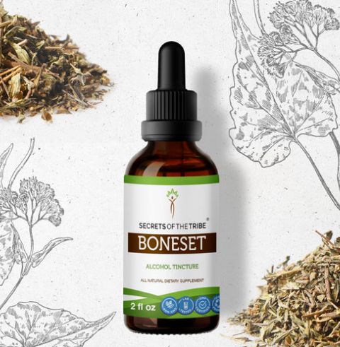 Boneset Herbal Extract 2oz - Alcohol Tincture - Secrets of the Tribe