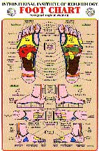 Foot Reflexology Chart 8.5 x 11 (Ingham)