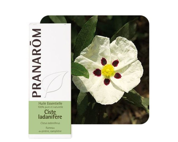 CISTUS 2ML ORGANIC ESSENTIAL OIL