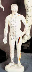 Small Acupuncture Model