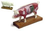 Pig Acupuncture Model