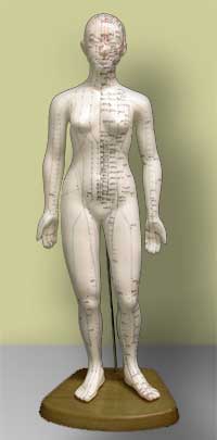 Medium Human (19" Woman) Acupuncture Model