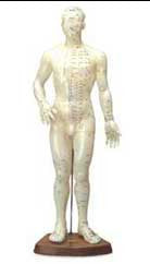 Extra Large Human Acupuncture Model