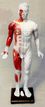 Extra Large Human Acupuncture Model (Fiberglass)