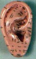 Zone Reflex Ear Model (7 inch)