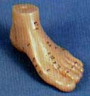 Foot Acupuncture Model