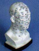 Head Acupuncture Model