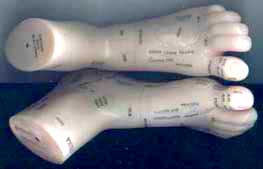 Foot Reflexology Model  (Pair Of Feet)
